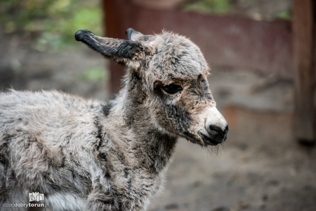 Osiołek urodził się w toruńskim zoo