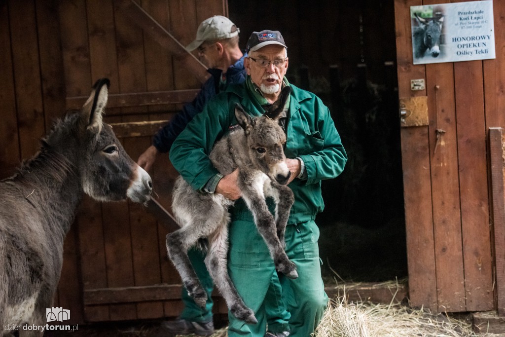 Osiołek urodził się w toruńskim zoo