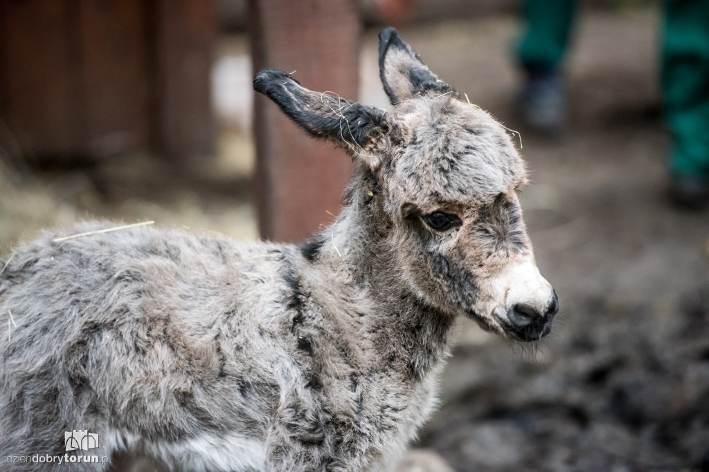 Osiołek urodził się w toruńskim zoo