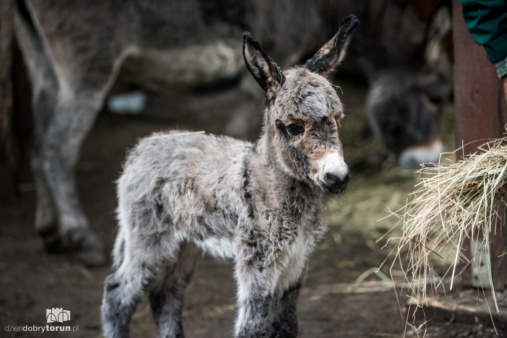 Osiołek urodził się w toruńskim zoo