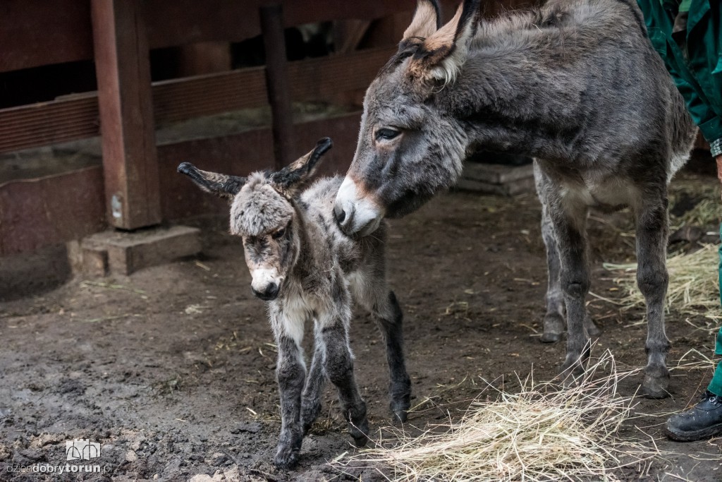 Osiołek urodził się w toruńskim zoo