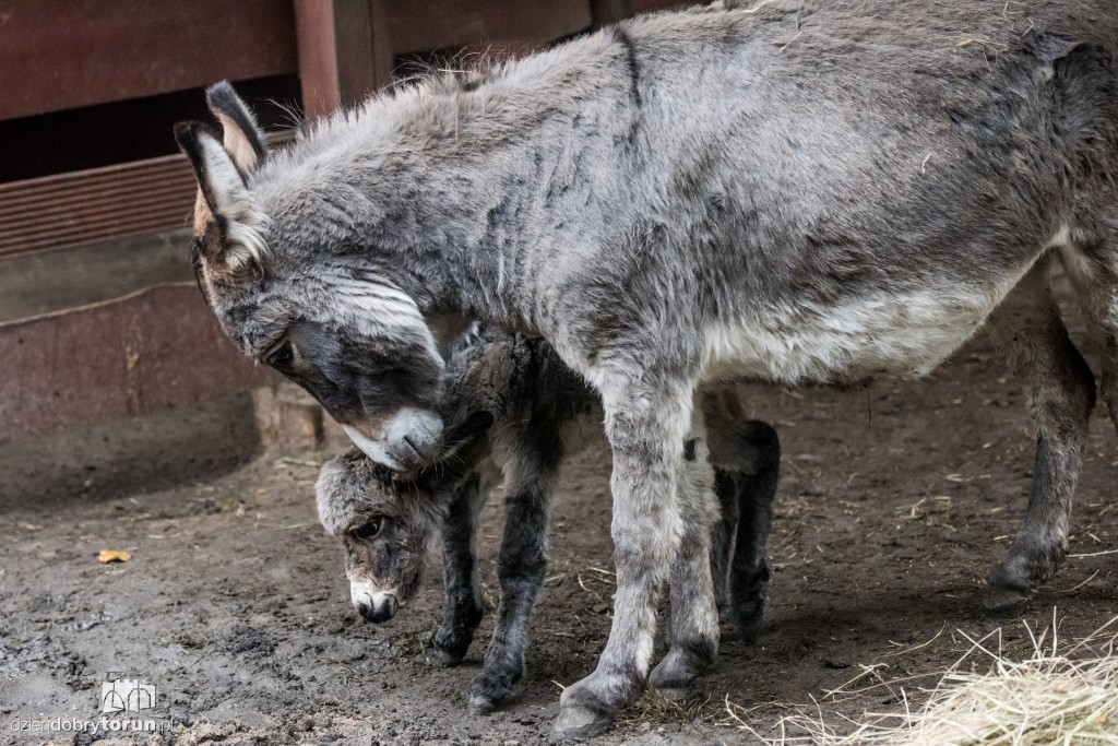 Osiołek urodził się w toruńskim zoo