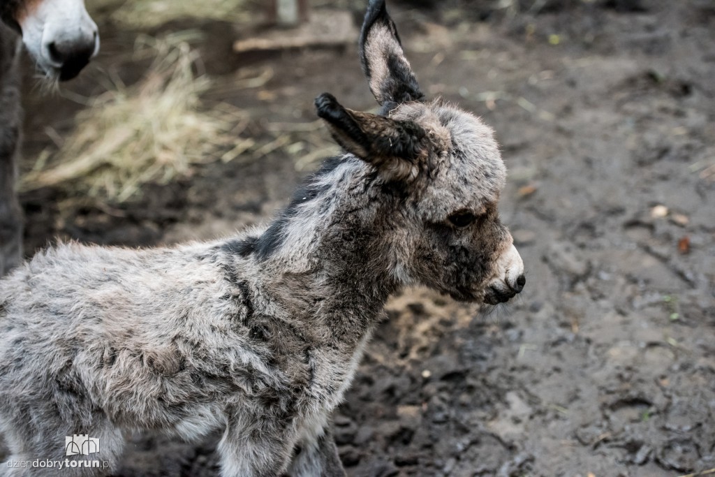 Osiołek urodził się w toruńskim zoo