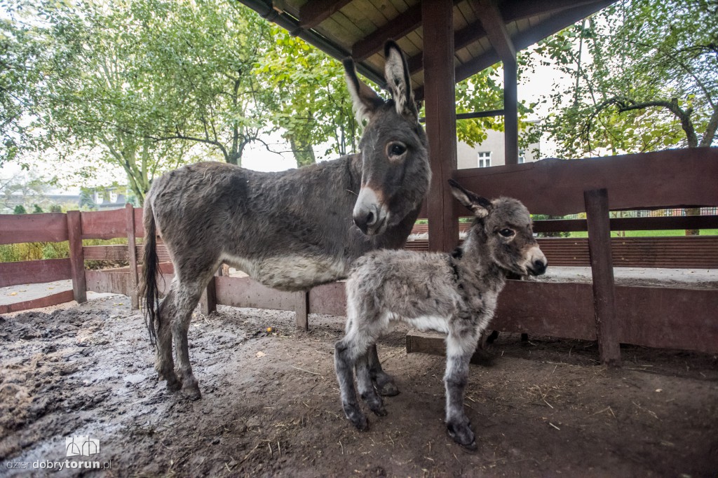 Osiołek urodził się w toruńskim zoo