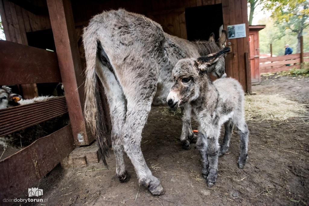Osiołek urodził się w toruńskim zoo