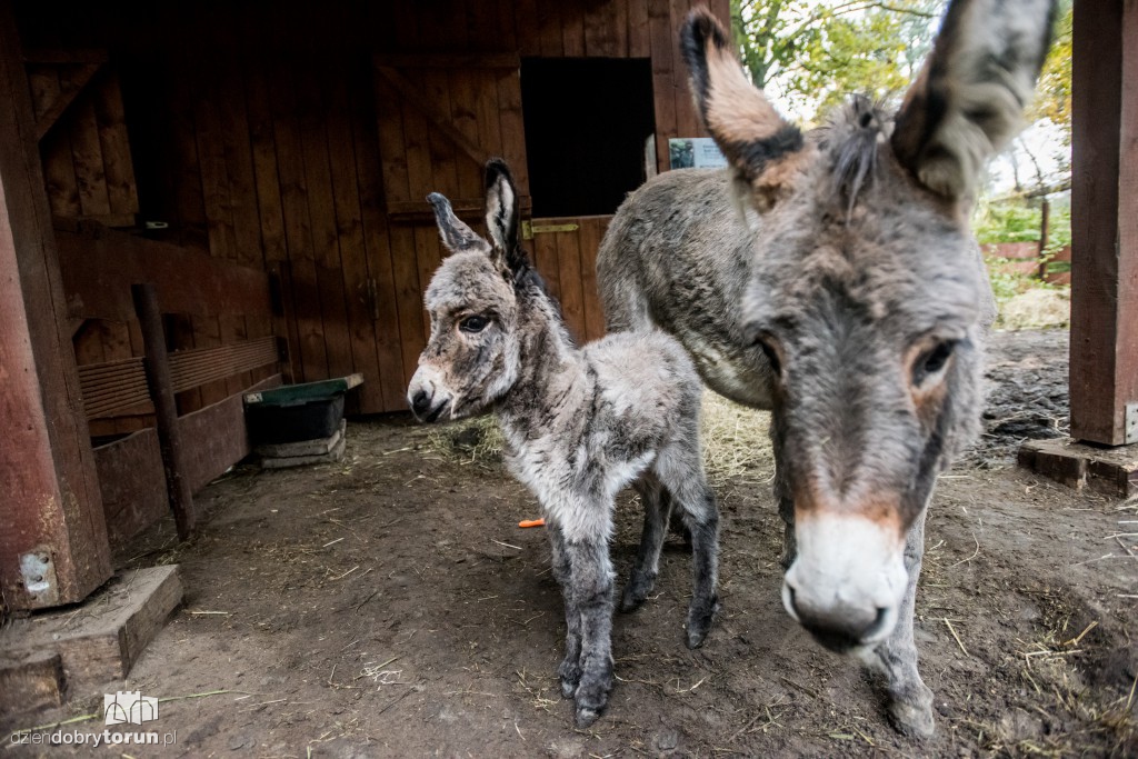 Osiołek urodził się w toruńskim zoo