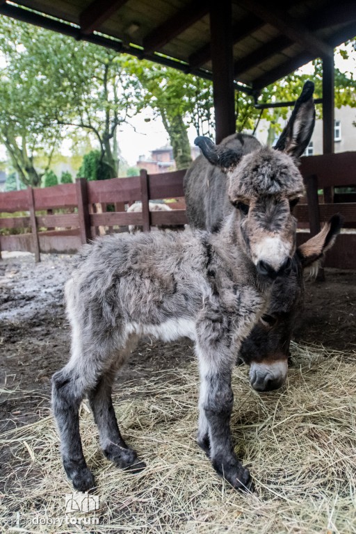 Osiołek urodził się w toruńskim zoo