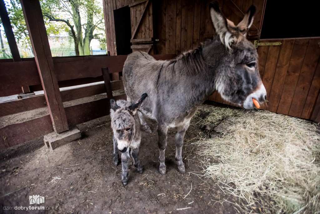 Osiołek urodził się w toruńskim zoo