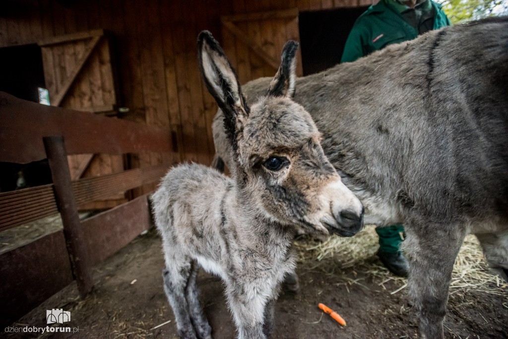 Osiołek urodził się w toruńskim zoo