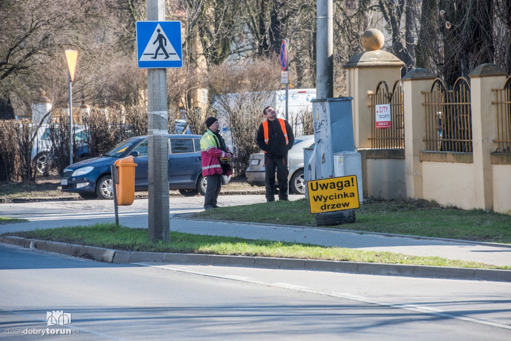 Z Sobieskiego znikają kolejne drzewa