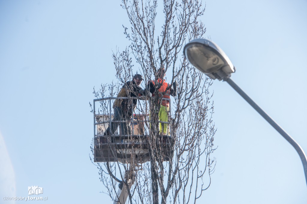 Z Sobieskiego znikają kolejne drzewa