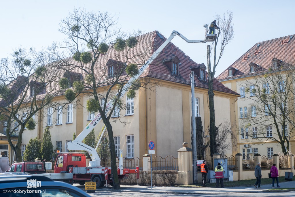 Z Sobieskiego znikają kolejne drzewa