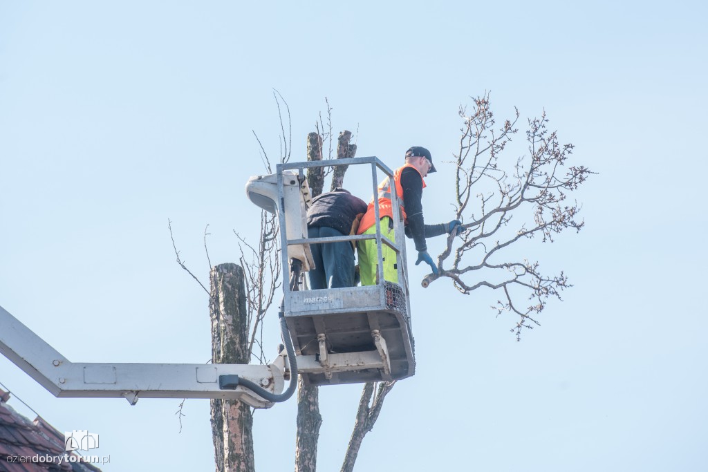Z Sobieskiego znikają kolejne drzewa