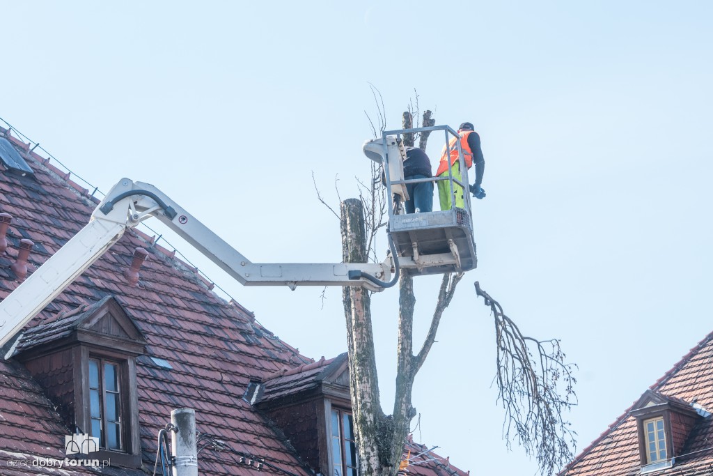 Z Sobieskiego znikają kolejne drzewa