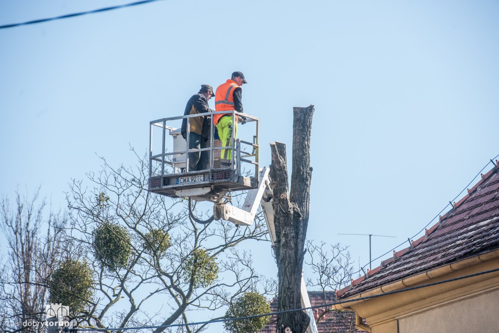 Z Sobieskiego znikają kolejne drzewa