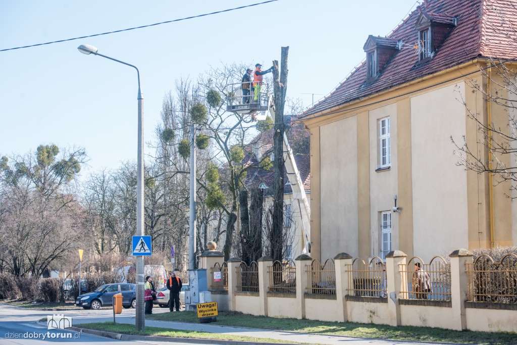 Z Sobieskiego znikają kolejne drzewa