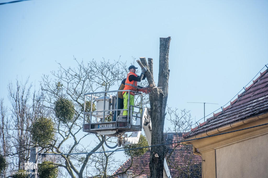 Z Sobieskiego znikają kolejne drzewa