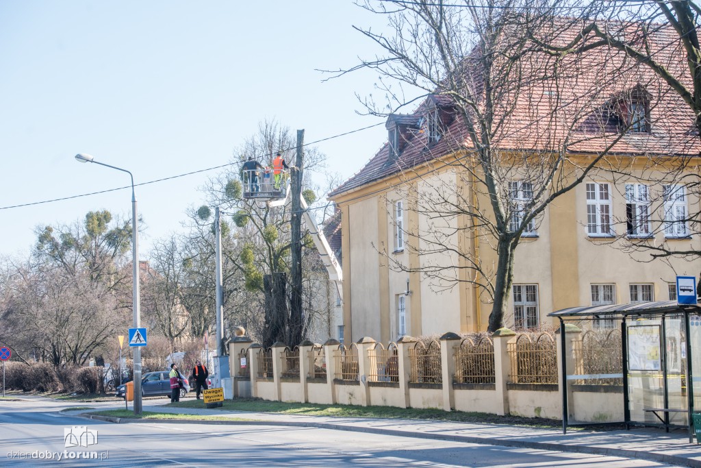 Z Sobieskiego znikają kolejne drzewa