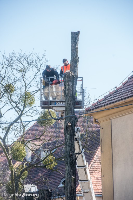 Z Sobieskiego znikają kolejne drzewa