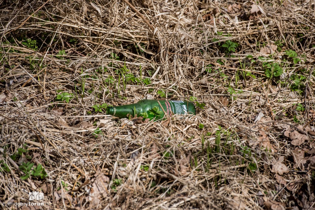 Zobaczcie, co zakwitło w parku miejskim