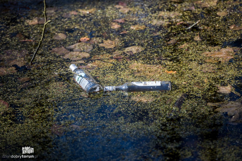 Zobaczcie, co zakwitło w parku miejskim