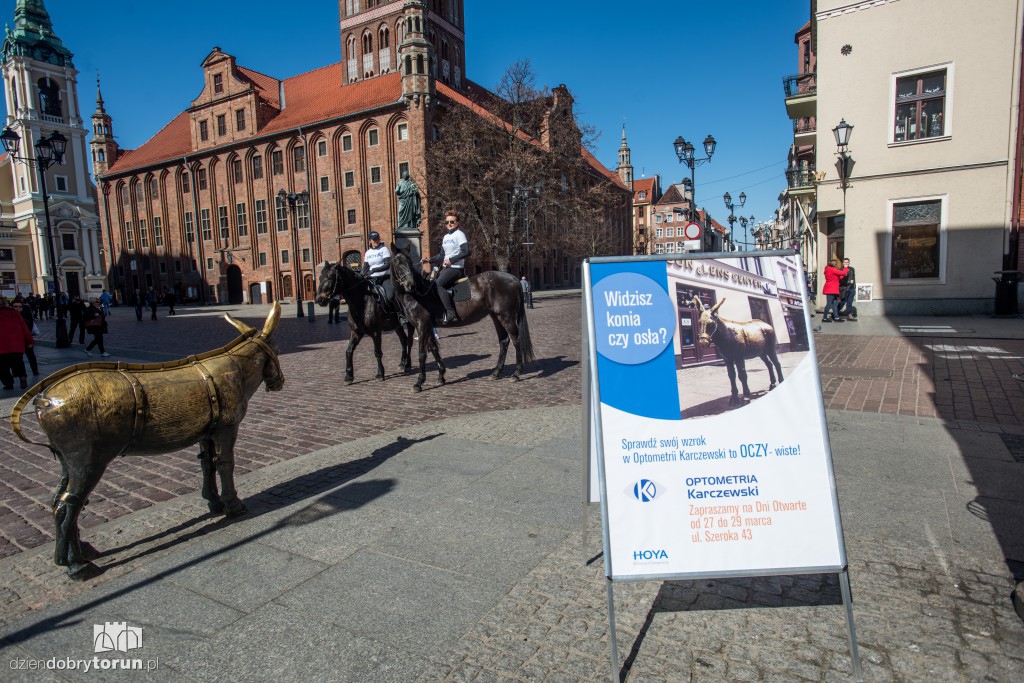 Widzisz osła czy konia? Akcja na Starówce