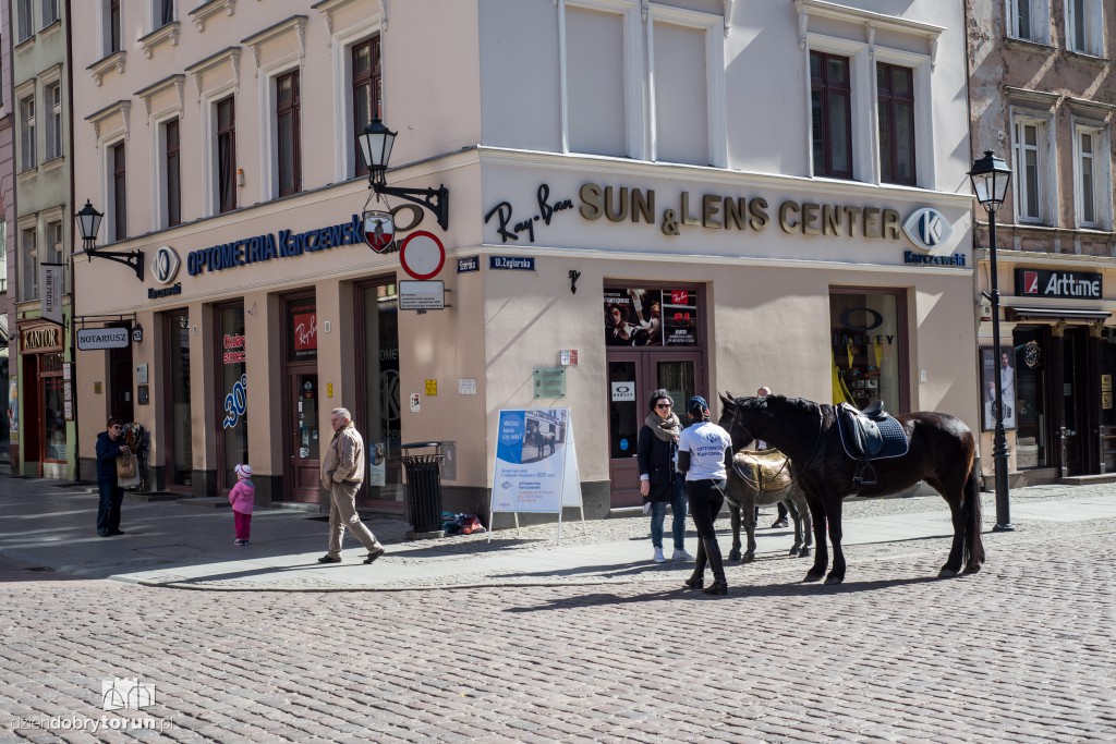 Widzisz osła czy konia? Akcja na Starówce