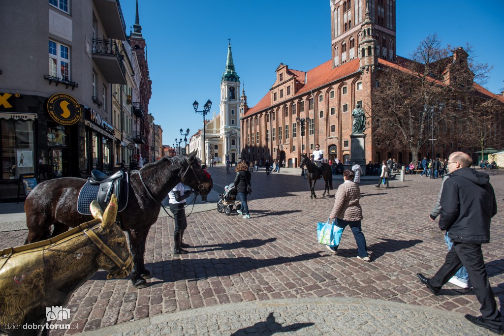 Widzisz osła czy konia? Akcja na Starówce