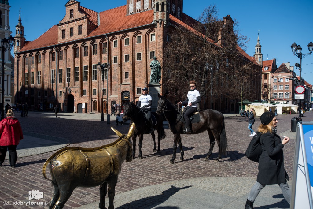 Widzisz osła czy konia? Akcja na Starówce