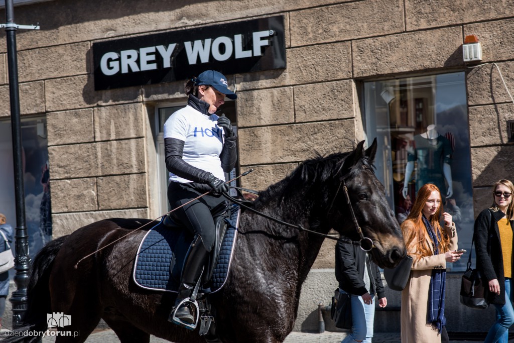 Widzisz osła czy konia? Akcja na Starówce