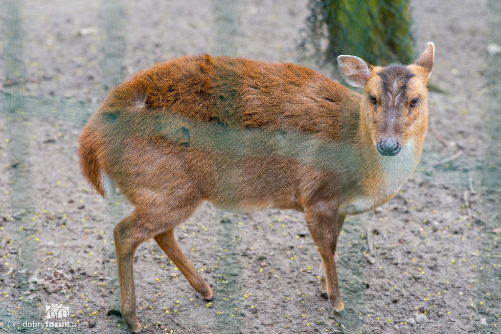 Zwierzaki z toruńskiego zoo zapraszają!