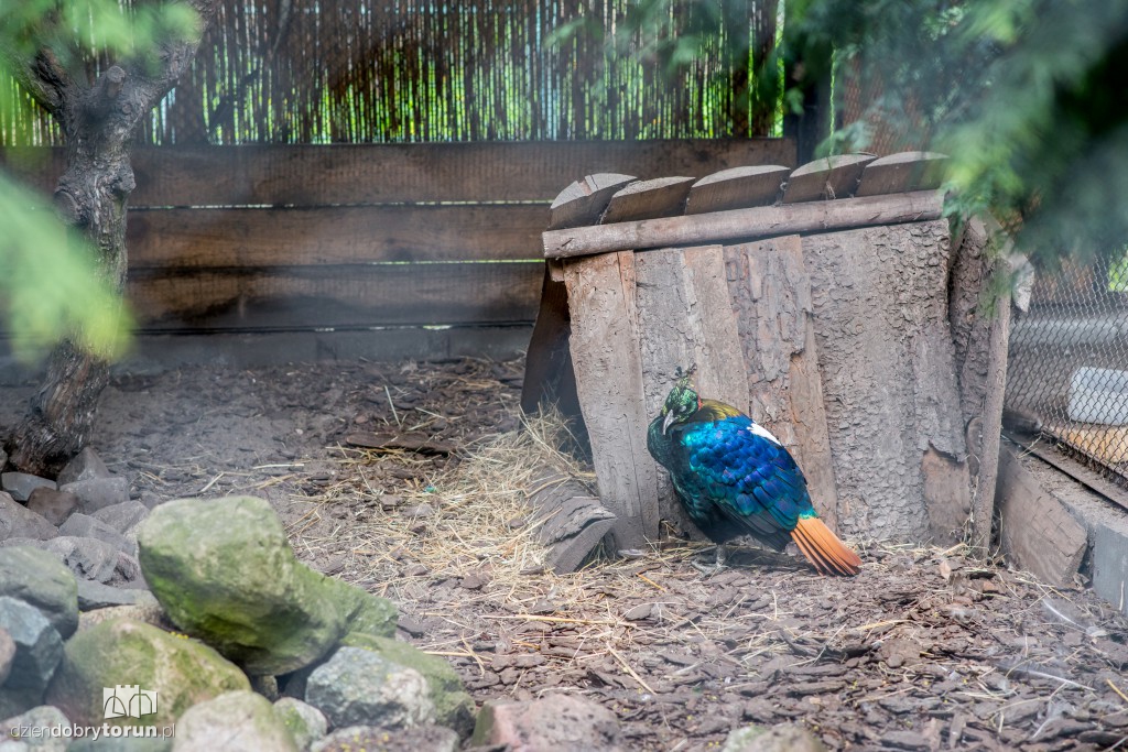 Zwierzaki z toruńskiego zoo zapraszają!