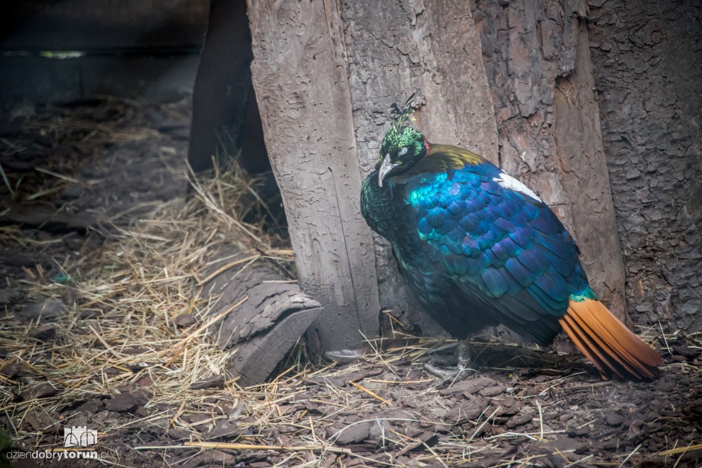Zwierzaki z toruńskiego zoo zapraszają!