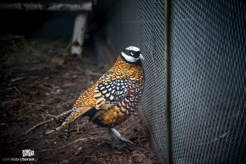 Zwierzaki z toruńskiego zoo zapraszają!