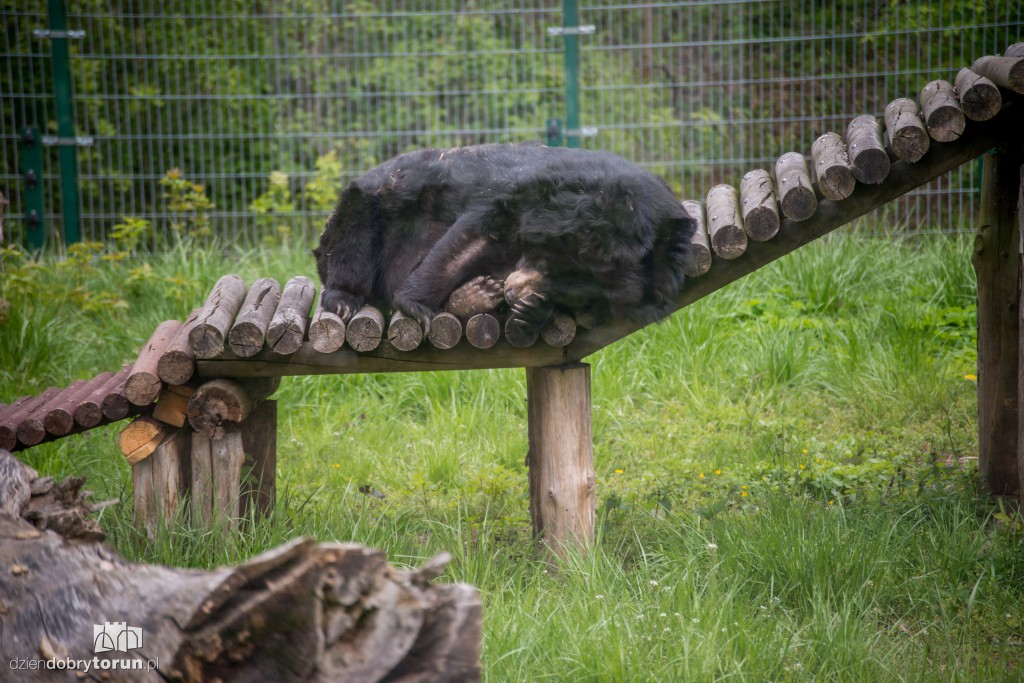 Zwierzaki z toruńskiego zoo zapraszają!