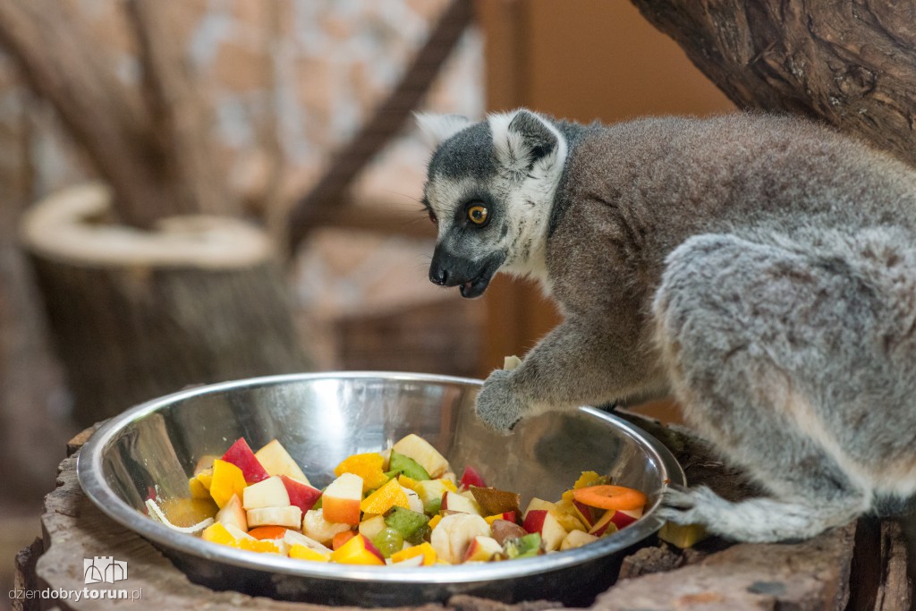 Zwierzaki z toruńskiego zoo zapraszają!