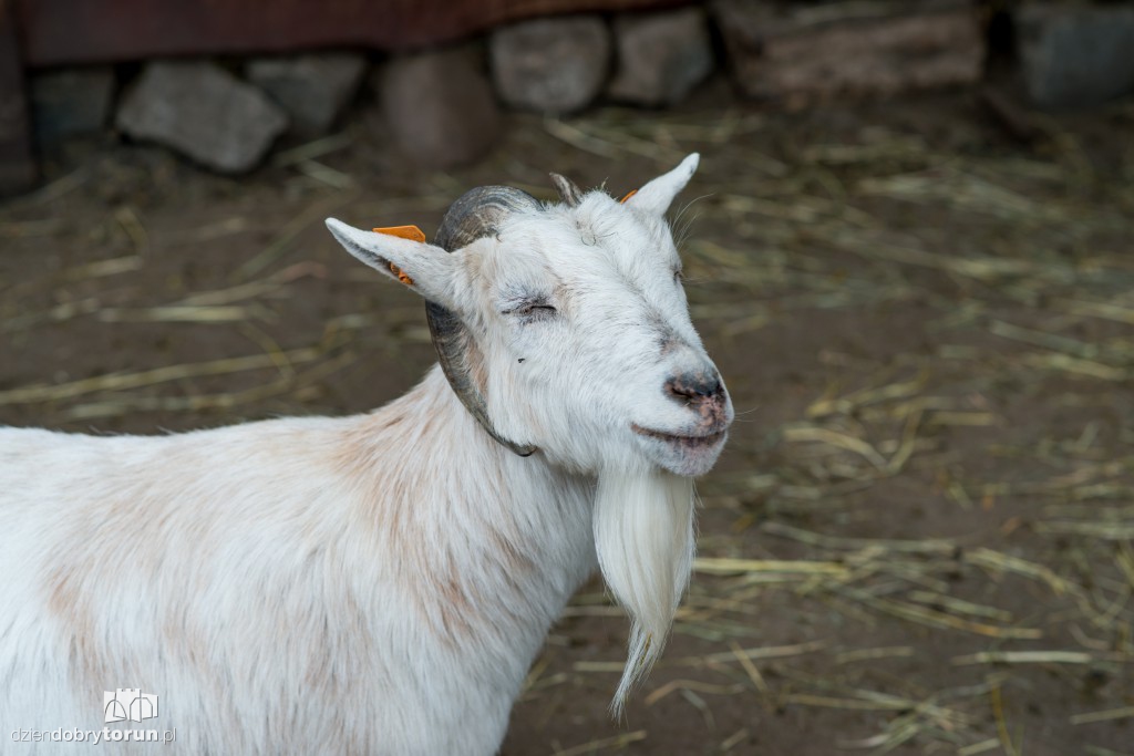 Zwierzaki z toruńskiego zoo zapraszają!