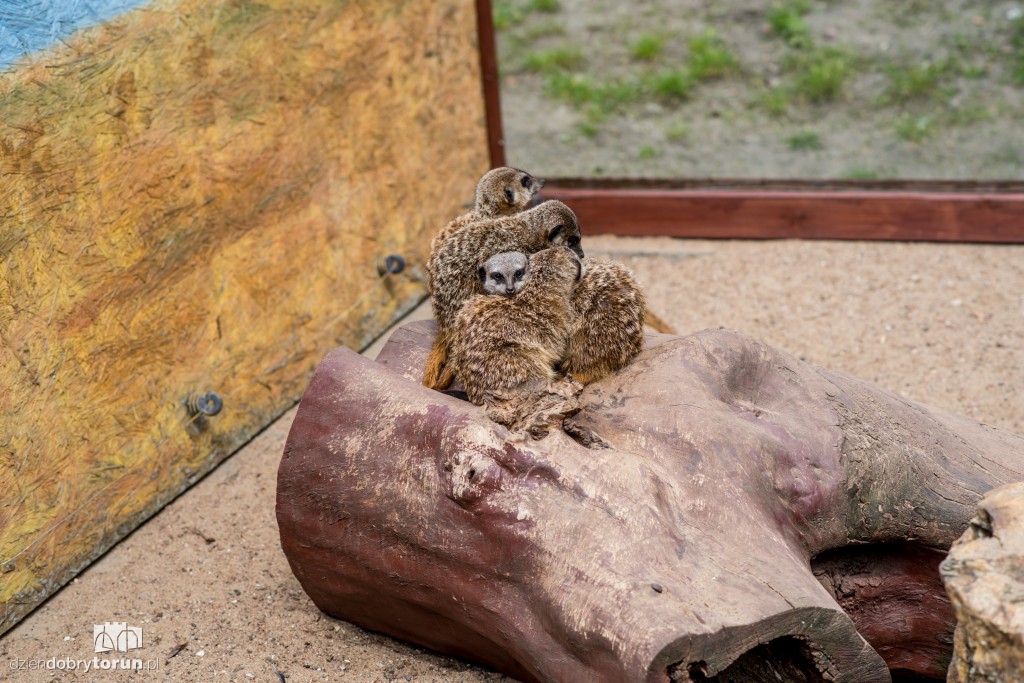 Zwierzaki z toruńskiego zoo zapraszają!