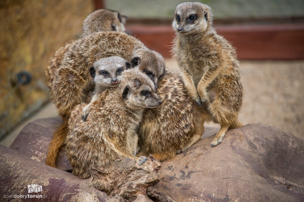 Zwierzaki z toruńskiego zoo zapraszają!
