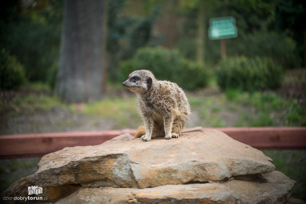 Zwierzaki z toruńskiego zoo zapraszają!