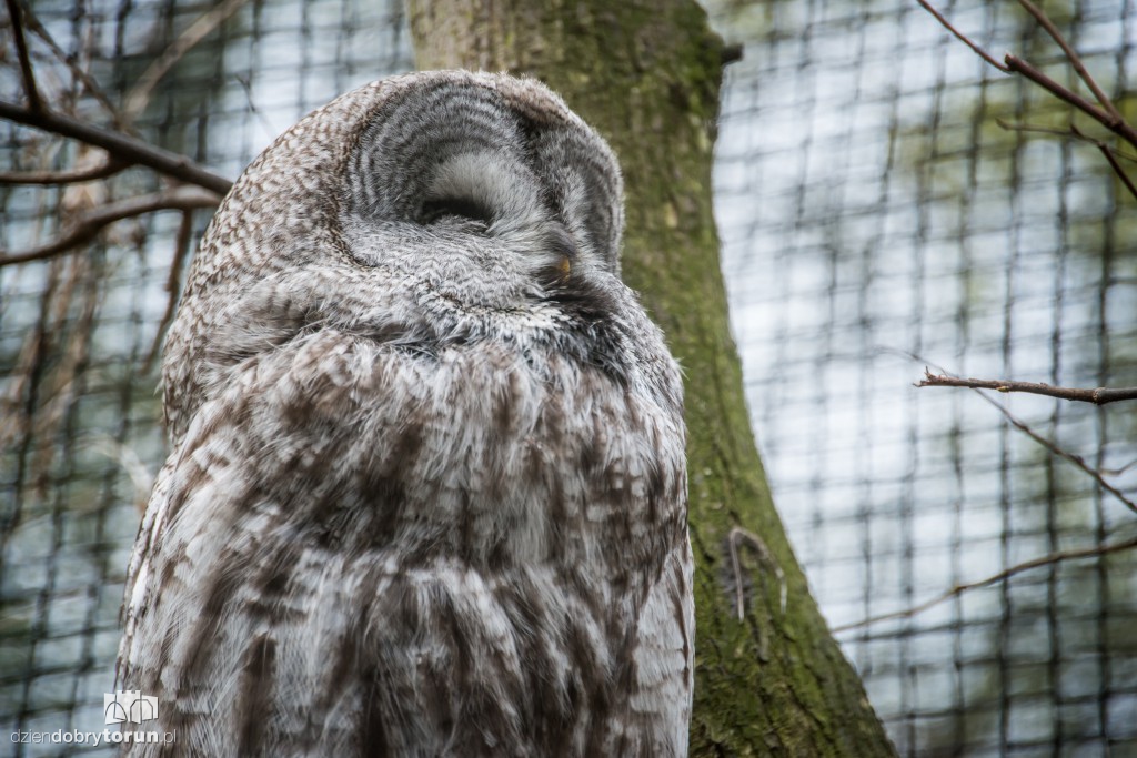 Zwierzaki z toruńskiego zoo zapraszają!