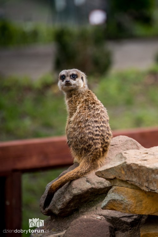 Zwierzaki z toruńskiego zoo zapraszają!