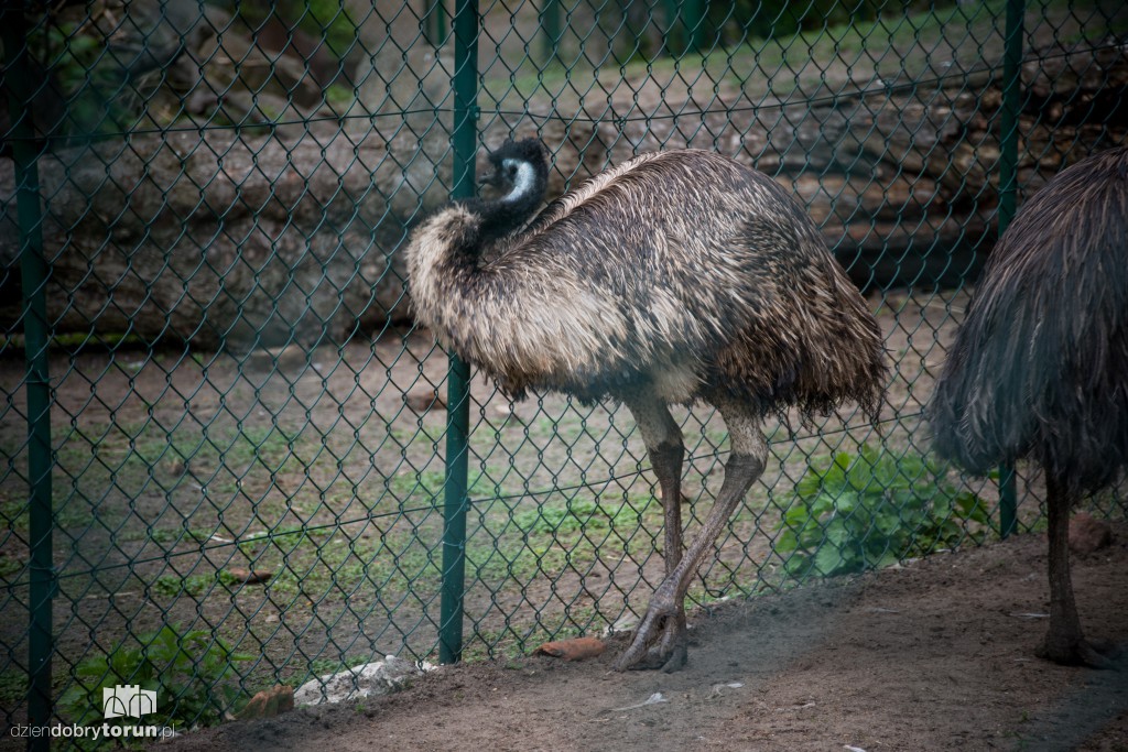 Zwierzaki z toruńskiego zoo zapraszają!