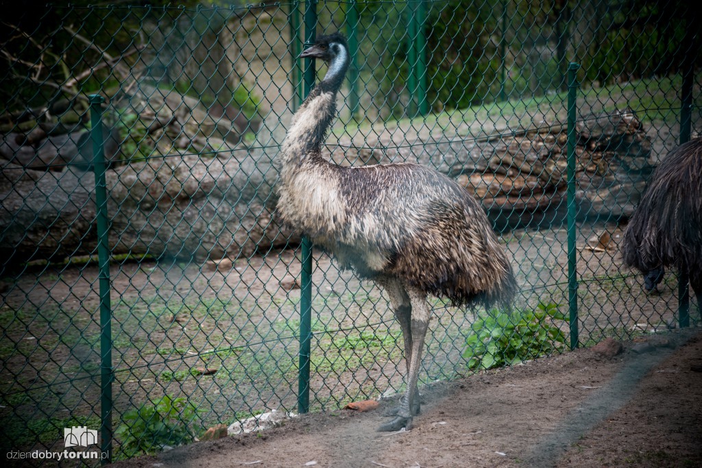 Zwierzaki z toruńskiego zoo zapraszają!