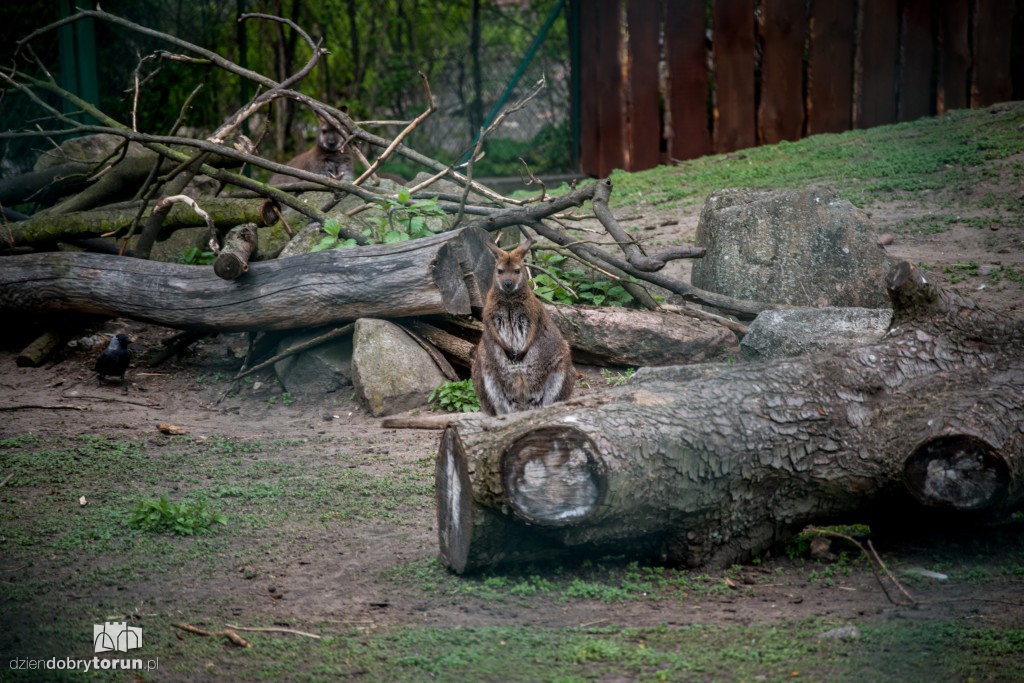 Zwierzaki z toruńskiego zoo zapraszają!