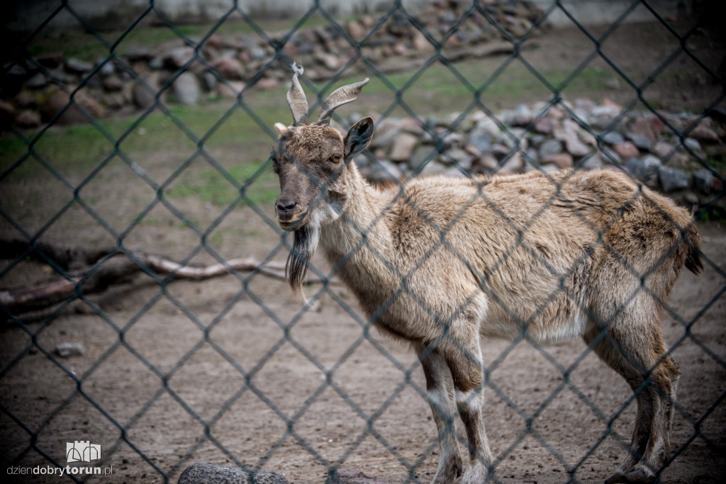 Zwierzaki z toruńskiego zoo zapraszają!