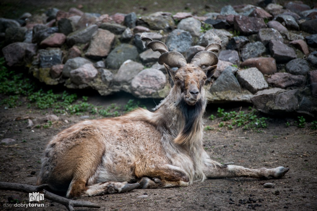 Zwierzaki z toruńskiego zoo zapraszają!