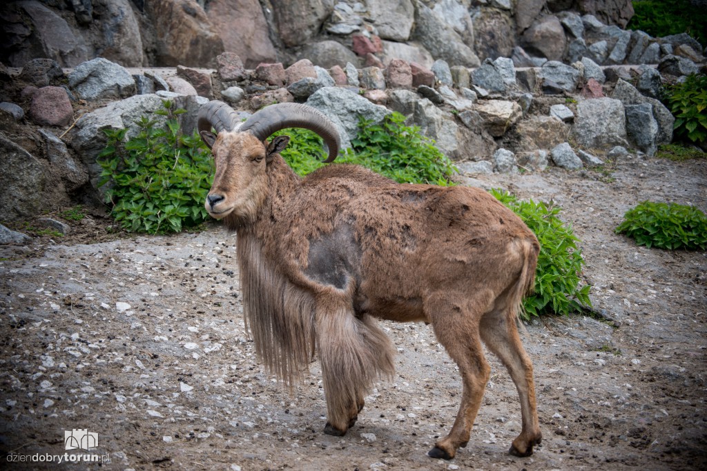 Zwierzaki z toruńskiego zoo zapraszają!