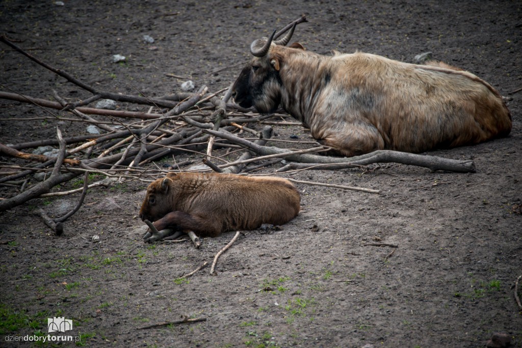 Zwierzaki z toruńskiego zoo zapraszają!