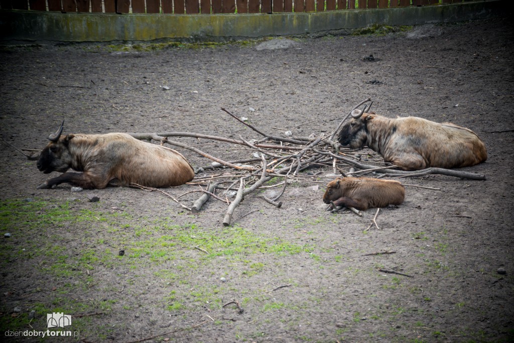 Zwierzaki z toruńskiego zoo zapraszają!